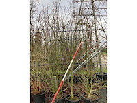 Beverboom - meerstammige boom (2x) - afbeelding 2 van  2