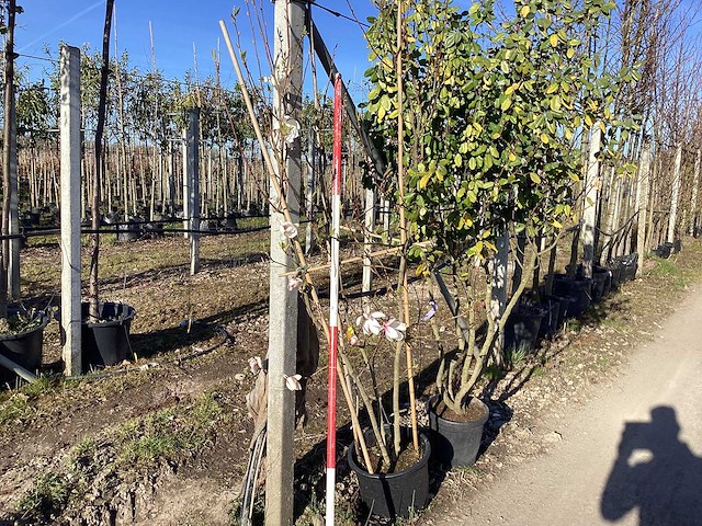 Beverboom - meerstammige boom - afbeelding 1 van  2