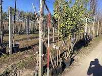 Beverboom - meerstammige boom - afbeelding 1 van  2