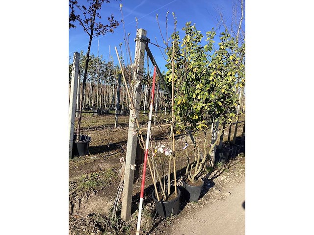 Beverboom - meerstammige boom - afbeelding 2 van  2