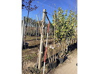 Beverboom - meerstammige boom - afbeelding 2 van  2