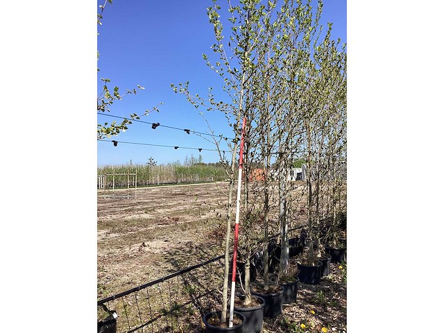 Beverboom - ornamental tree - afbeelding 2 van  2