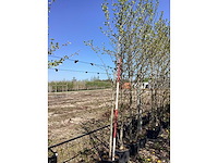 Beverboom - ornamental tree - afbeelding 2 van  2