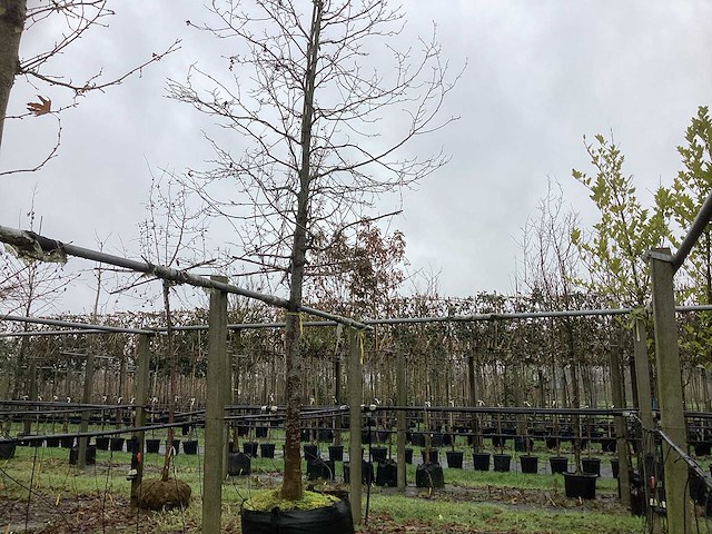 Beverboom - parkboom - afbeelding 1 van  3