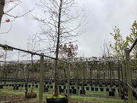 Beverboom - parkboom - afbeelding 1 van  3