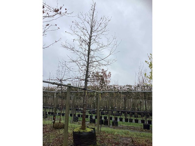 Beverboom - parkboom - afbeelding 2 van  3