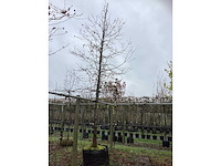 Beverboom - parkboom - afbeelding 2 van  3