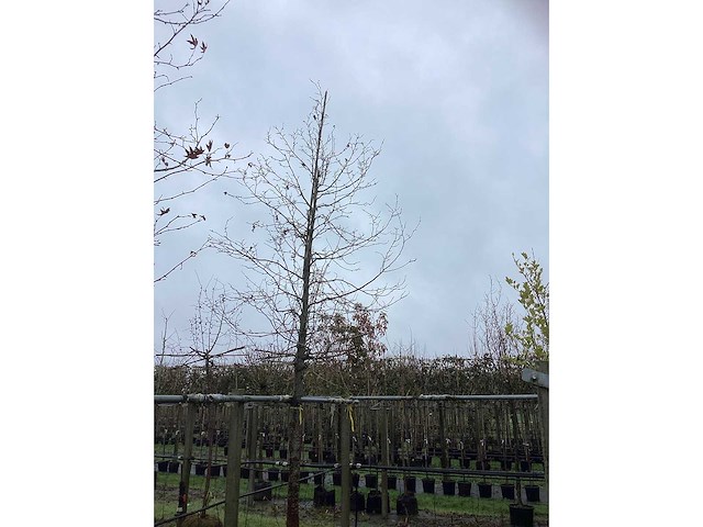 Beverboom - parkboom - afbeelding 3 van  3