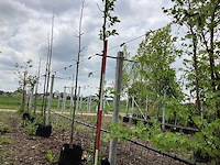 Beverboom - parkboom - afbeelding 1 van  3