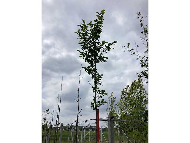Beverboom - parkboom - afbeelding 2 van  3