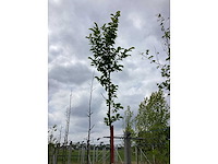 Beverboom - parkboom - afbeelding 2 van  3