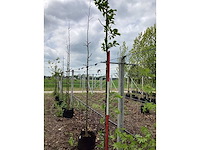 Beverboom - parkboom - afbeelding 3 van  3