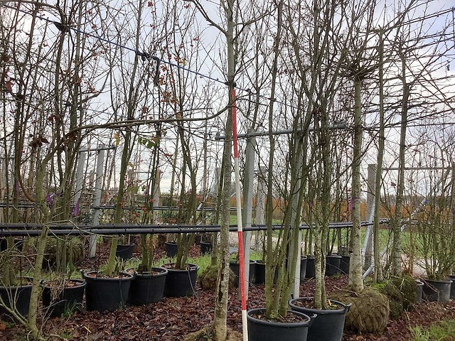 Beverboom - sierbomen - afbeelding 1 van  3