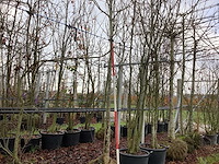 Beverboom - sierbomen - afbeelding 1 van  3