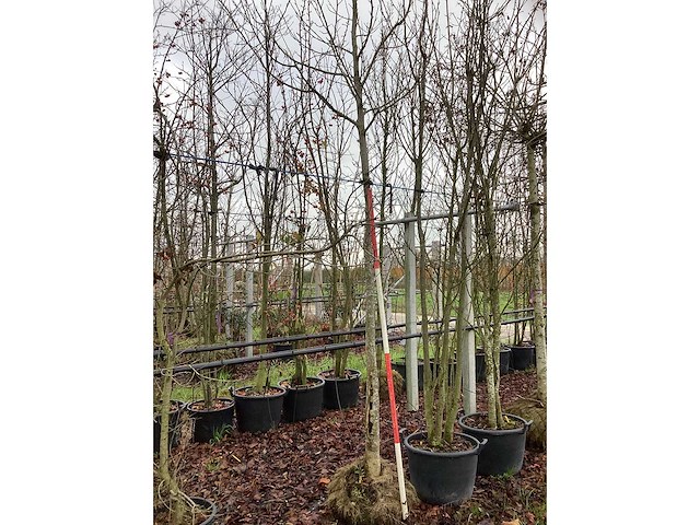 Beverboom - sierbomen - afbeelding 2 van  3