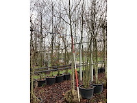 Beverboom - sierbomen - afbeelding 2 van  3