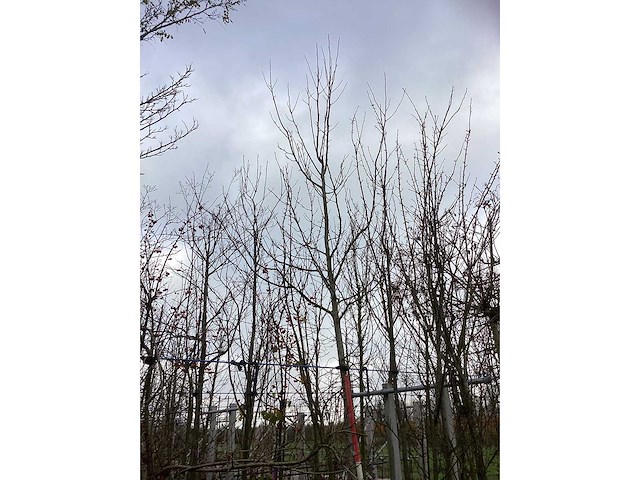 Beverboom - sierbomen - afbeelding 3 van  3