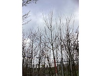 Beverboom - sierbomen - afbeelding 3 van  3