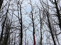 Beverboom - sierbomen - afbeelding 1 van  3