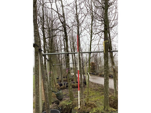 Beverboom - sierbomen - afbeelding 2 van  3