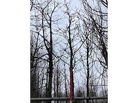 Beverboom - sierbomen - afbeelding 3 van  3