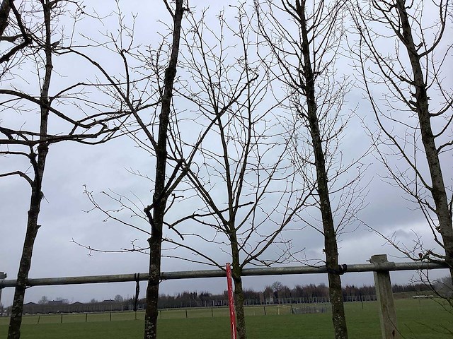 Beverboom - sierboom - afbeelding 1 van  3