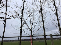 Beverboom - sierboom - afbeelding 1 van  3