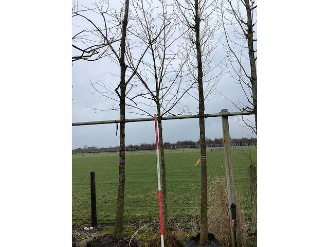 Beverboom - sierboom - afbeelding 2 van  3