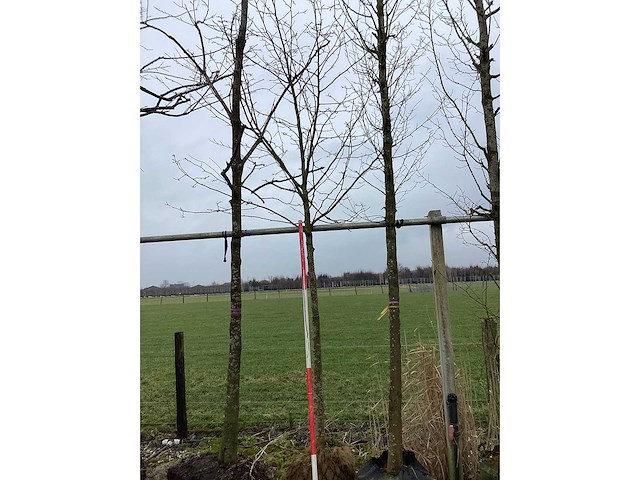 Beverboom - sierboom - afbeelding 3 van  3