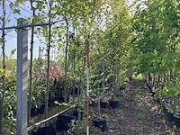 Beverboom - sierboom - afbeelding 1 van  3