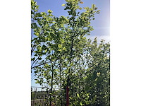 Beverboom - sierboom - afbeelding 3 van  3