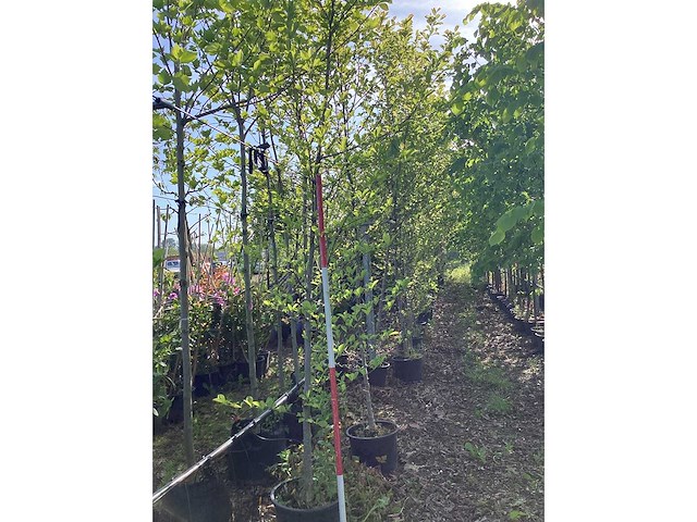 Beverboom - sierboom - afbeelding 2 van  3