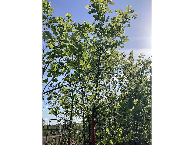 Beverboom - sierboom - afbeelding 3 van  3
