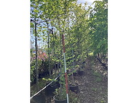 Beverboom - sierboom - afbeelding 2 van  3
