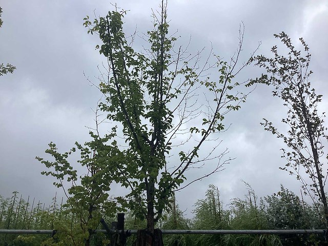 Beverboom - sierboom - afbeelding 1 van  2