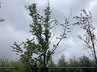 Beverboom - sierboom - afbeelding 1 van  2