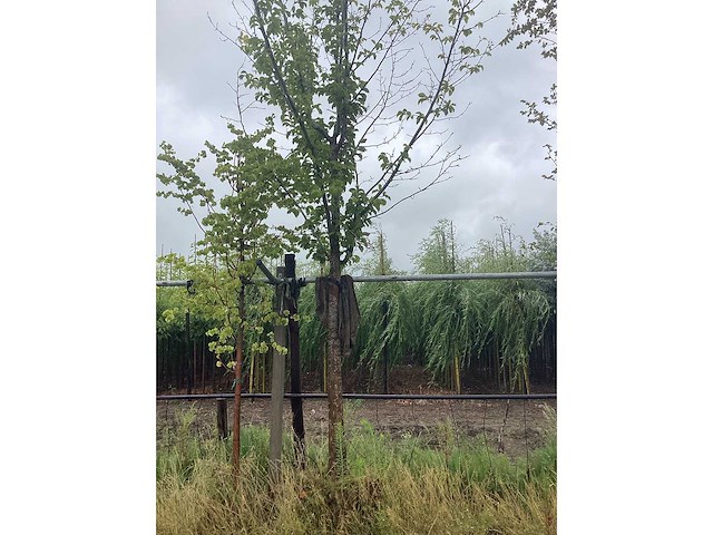 Beverboom - sierboom - afbeelding 2 van  2