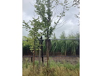 Beverboom - sierboom - afbeelding 2 van  2