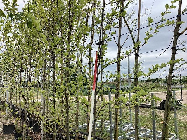 Beverboom - sierboom - afbeelding 1 van  2