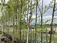 Beverboom - sierboom - afbeelding 1 van  2