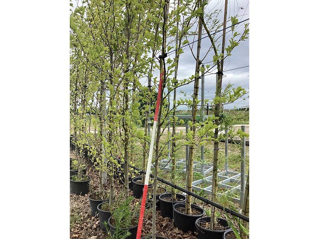 Beverboom - sierboom - afbeelding 2 van  2