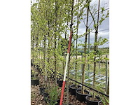 Beverboom - sierboom - afbeelding 2 van  2