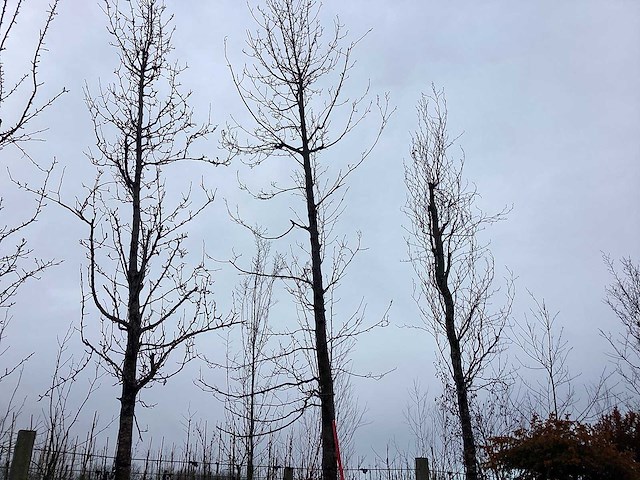 Beverboom - vormboom - afbeelding 1 van  3