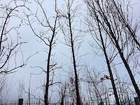 Beverboom - vormboom - afbeelding 1 van  3