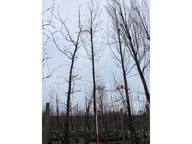 Beverboom - vormboom - afbeelding 2 van  3