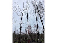 Beverboom - vormboom - afbeelding 2 van  3