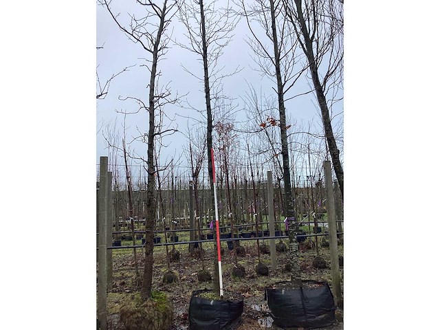 Beverboom - vormboom - afbeelding 3 van  3