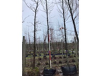 Beverboom - vormboom - afbeelding 3 van  3