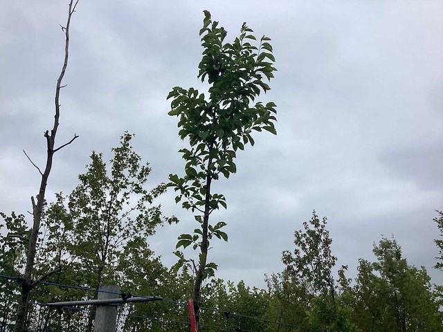 Beverboom - vormboom - afbeelding 1 van  2