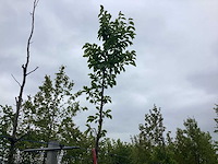 Beverboom - vormboom - afbeelding 1 van  2